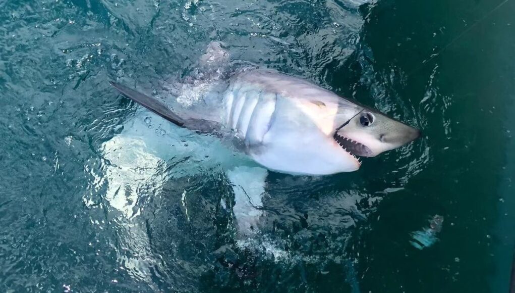 porbeagle