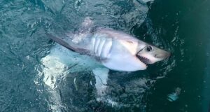 porbeagle