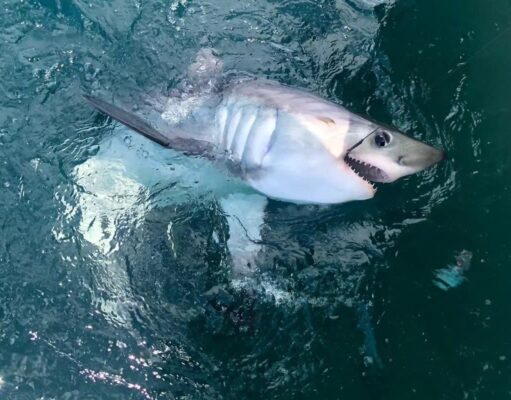 porbeagle