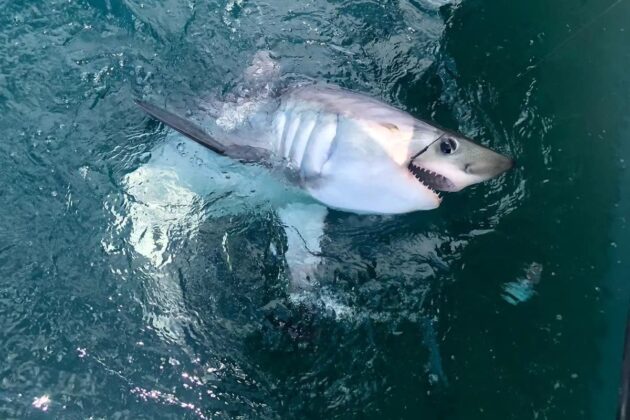 porbeagle