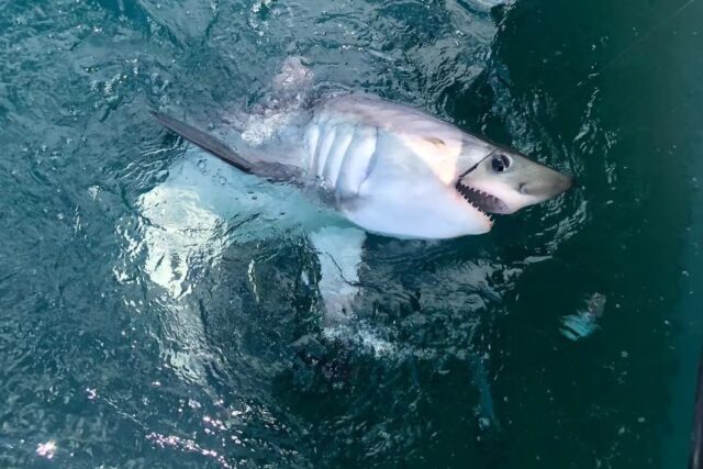 porbeagle