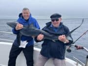 Blue shark turn up in west Clare