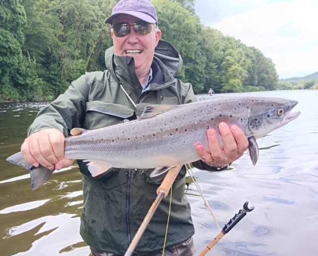 salmon
