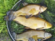 More great fishing at Melview Lodge for visiting anglers