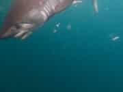 Record-breaking shark fishing in Galway Bay