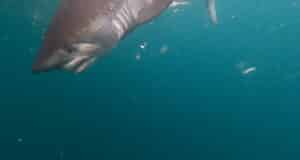 Record-breaking shark fishing in Galway Bay