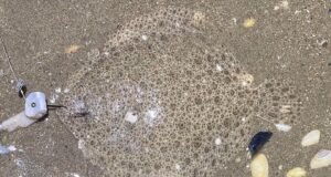 Great mix of species for shore anglers on Donegal Bay