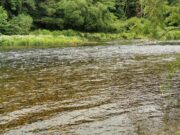 Excellent trout fishing on the Nore – Piscari-Fly update