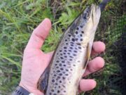 Good fishing to nymphs, dries and spiders on the Nore – PiscariFly update