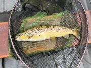 Good fishing to wets and dries on Corrib