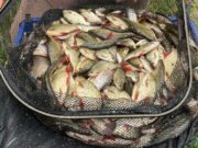 Good coarse and pike angling for guests at Melview Lodge