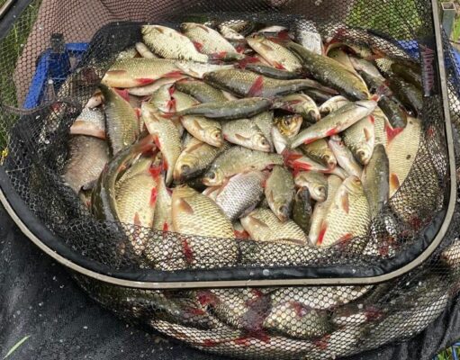 Good coarse and pike angling for guests at Melview Lodge