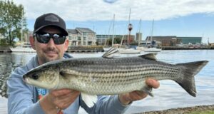 Mullet season kicks off