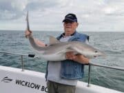Fishing switches on in Wicklow, with some fine pollack on soft plastics