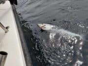 Great bottom and shark fishing on the Brazen Hussy in Galway