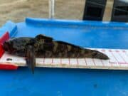 Goby’s gobbling Mariners baits off the piers in Donegal
