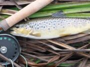 Beginners luck for Belfast Buddies on River Maigue trout maigue river