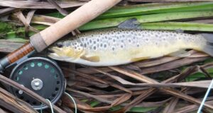 Beginners luck for Belfast Buddies on River Maigue trout maigue river