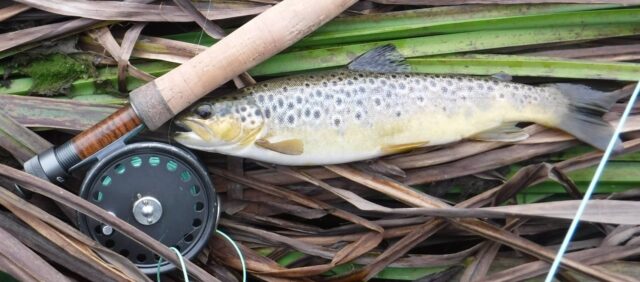John's trout River Maigue trout maigue river