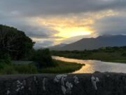 Some salmon and sea trout from Currane, salmon arrive in local rivers Waterville Bridge