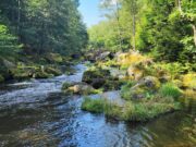 Piscari Fly Newsletter – with reports from the Nore, Liffey & Czechia