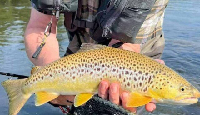 trout1