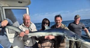 Blue sharks and stone basse for West Cork Charters – with bluefin sighted inshore