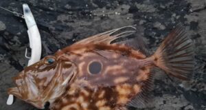What’s the story, John Dory?