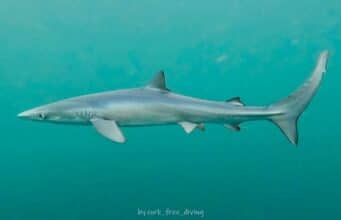 Blues & Bulls for West Cork Charters