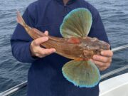 Some fine fish caught in Carrigaholt on the Clare Dragoon