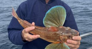 Some fine fish caught in Carrigaholt on the Clare Dragoon