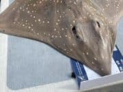 Patience a key ingredient of Courtmac skate anglers skate
