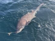 Monster fish in Clare