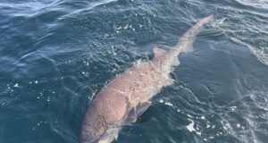 Monster fish in Clare