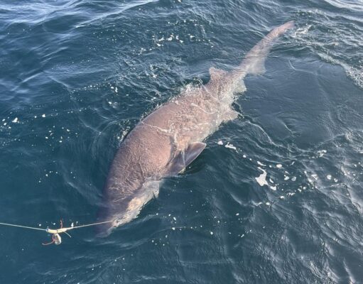 Monster fish in Clare