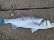 Bass blitzing top water lures makes for magical fishing in Wexford