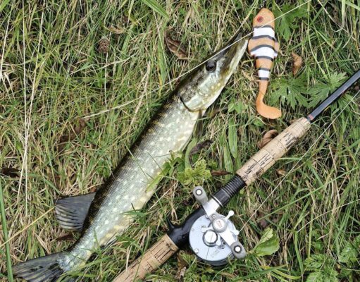 Inny alive with jacks for Midlands Fishing