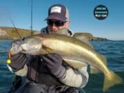 New lure tempts big pollack for West Cork kayak angler David Norman pollack
