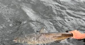 salmon release