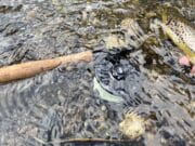 Ireland on the Fly: River Brown Trout Season Review