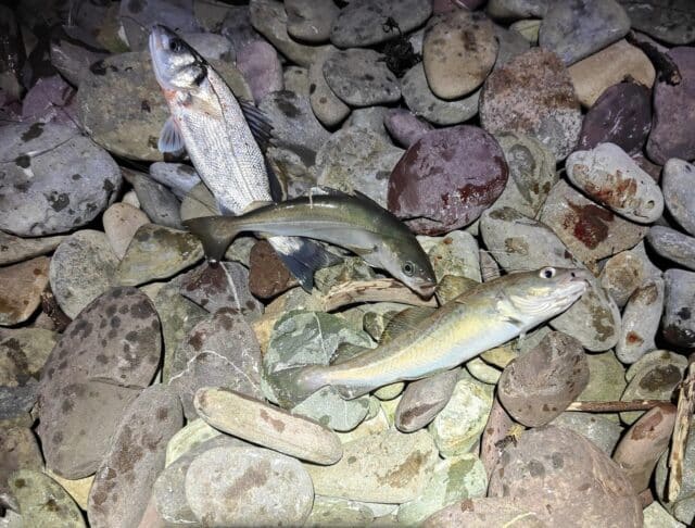 Interesting triple, bass, coalfish and cod