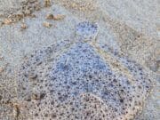 More painted ray and some nice flatties for Mariners in Donegal