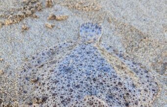 More painted ray and some nice flatties for Mariners in Donegal