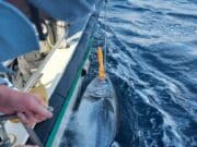 Big tuna in rough conditions for Killybegs Fishing Trips