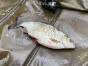 Irish Angling Update π£ 18 October 2024