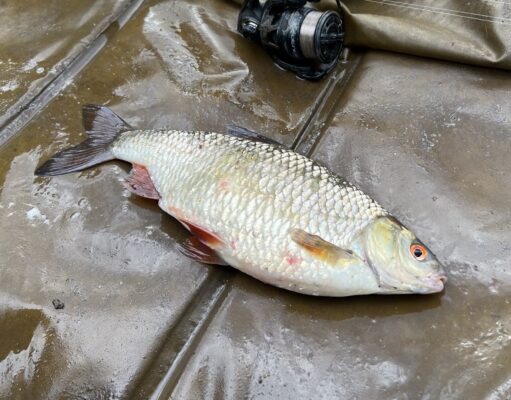 Irish Angling Update 🎣 18 October 2024