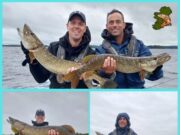 Metre pike for Dutch lure anglers in Boyle