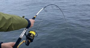 Ding a ling and late season blues for TopFisher.eu