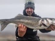 Bait fish abundance brings November bass