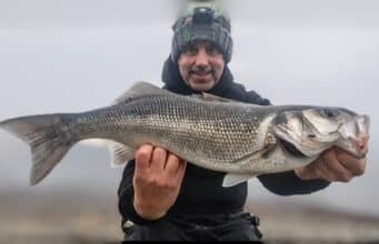 Bait fish abundance brings November bass